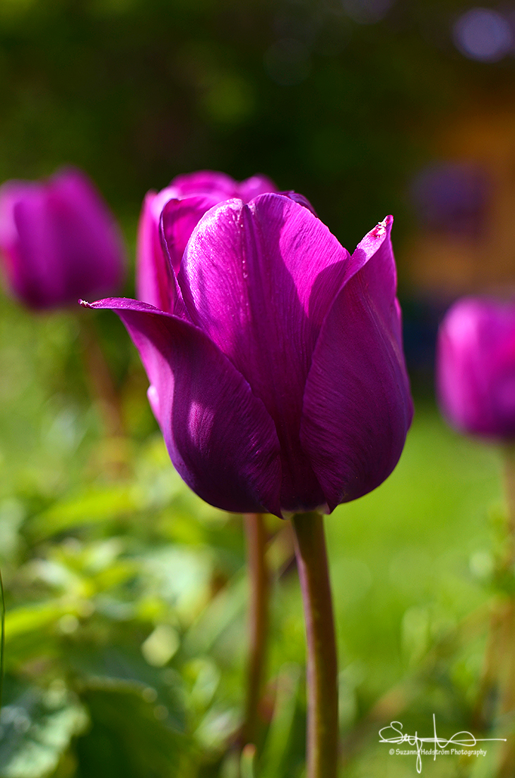 Tulip from my garden