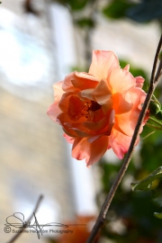 A Christiania rose 2017