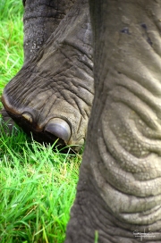 Elephant foot