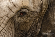 Elephant Eye