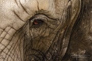 Elephant Eye