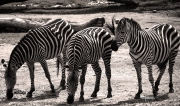 Zebras