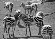 Zebras