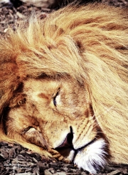 Sleeping Lion