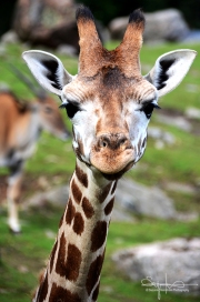 Giraff