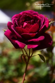 An Elvis Rose from Graceland