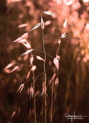 Grass from Croatia