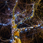 Tree lights Amsterdam